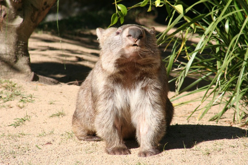 australia wombat thegirlsny flickr Wombat in Australia