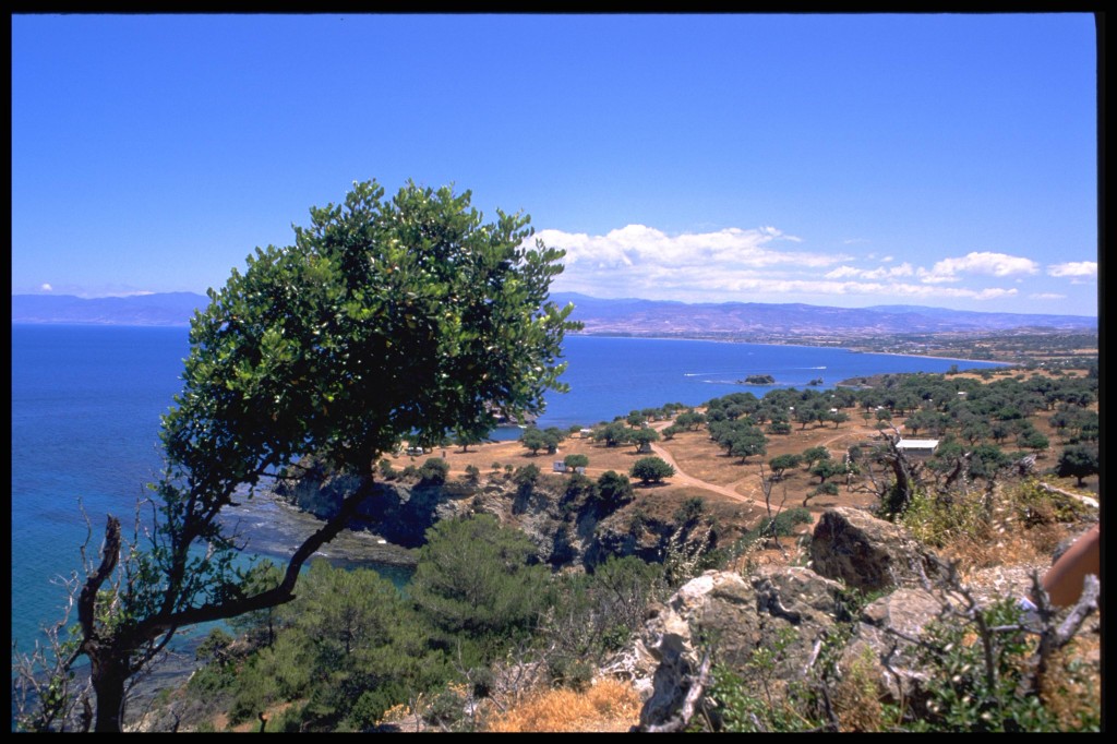 cyprus tree water